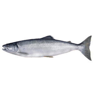 Salmon Fish