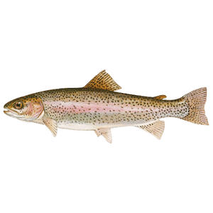 Trout Fish