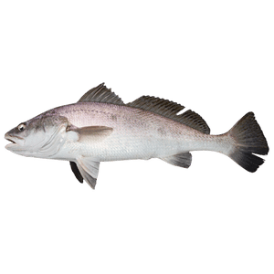 JewFish