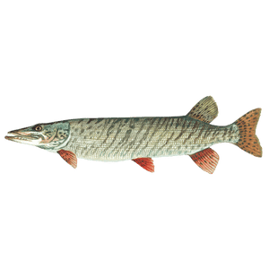 Musky Fish