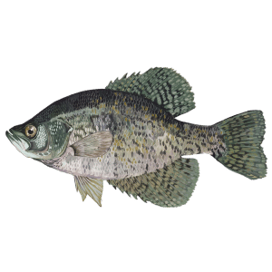 Crappie