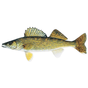 Walleye